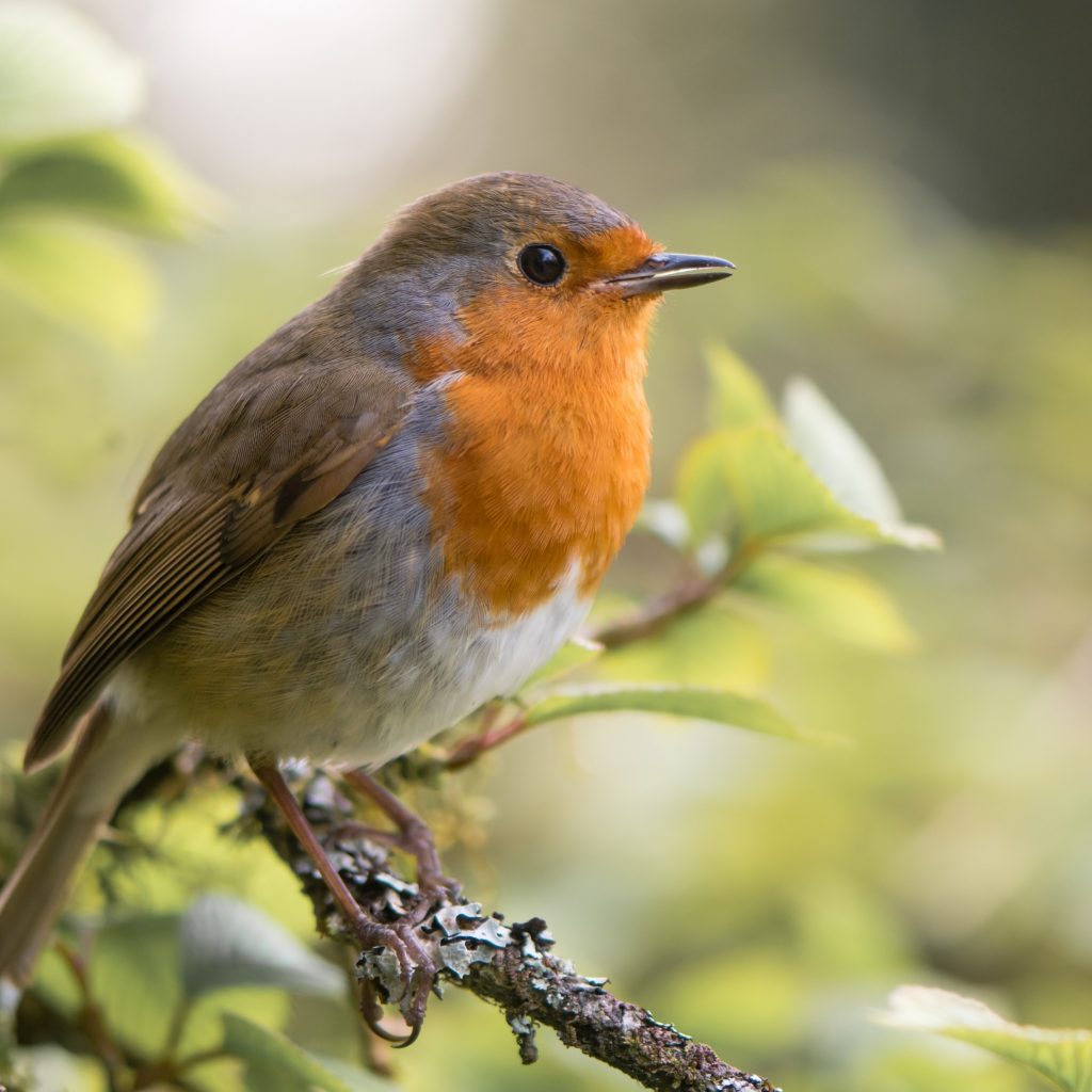 The Robin By Paula Lackie - Raising Midlife Vibrations